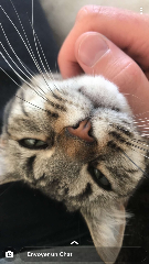 Pupuce