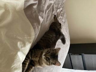 Titou