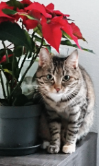 Naya