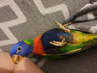 Pioupiou