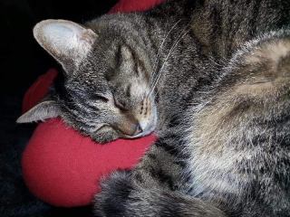 Poupie