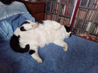 Zorro