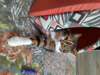 choupie