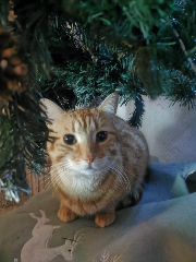 Simba