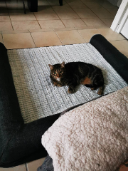 Plumette