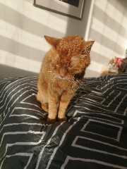 Oscar