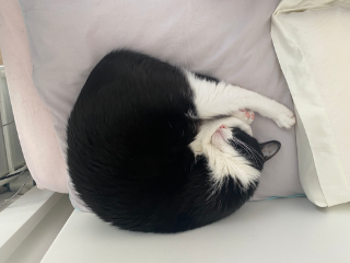Paja