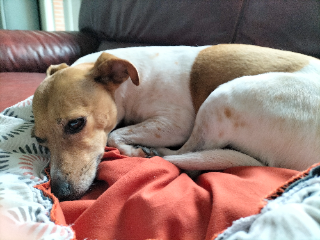 mya