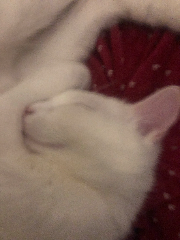 Ninoush