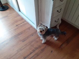 TEDDY