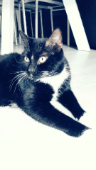 Bambou