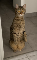 Tracy