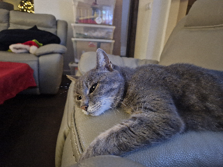 Capucine