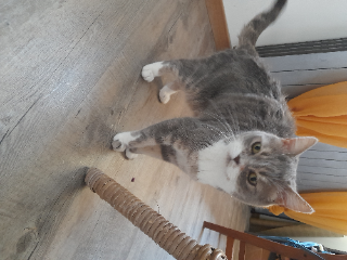 Kali