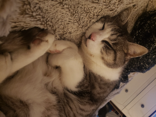 Reglisse