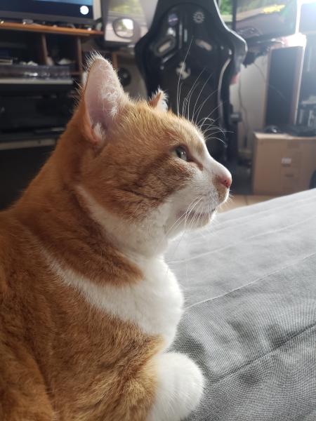 Tigrou