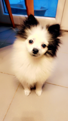 Triksy