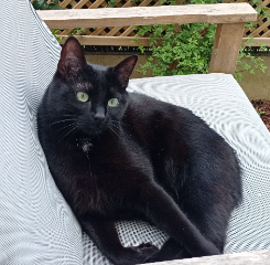 Reglisse