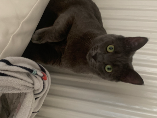 Pilou
