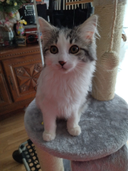 moumousse