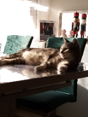 PACO
