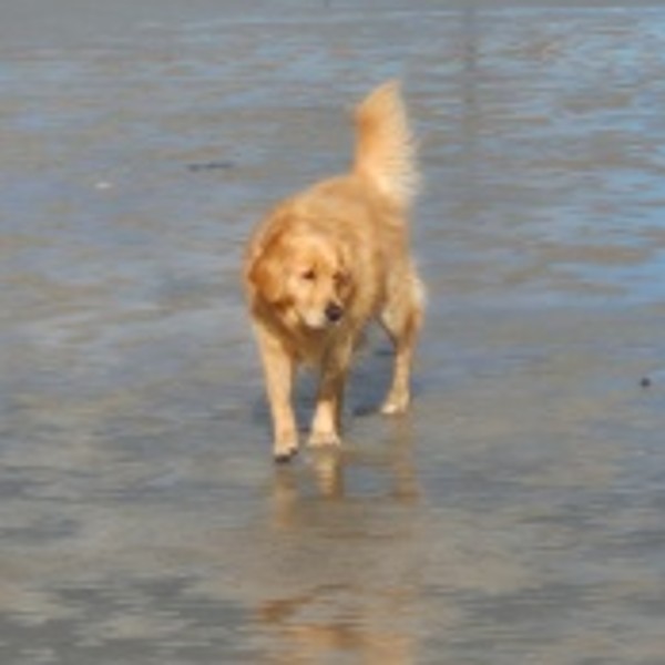 Salto