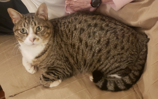 Oscar