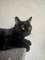 Zorro