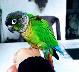 Mojito