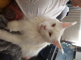Ponpom