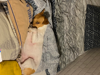 Nova