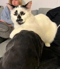 PABLO