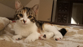 Bella