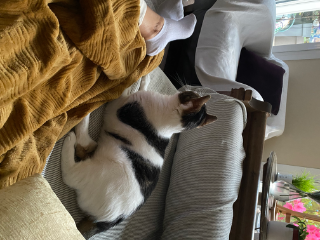 Minou
