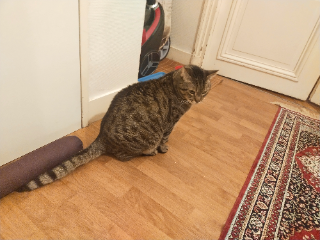Mimi