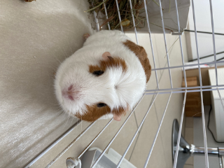 Poupitte