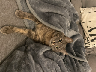 Floki