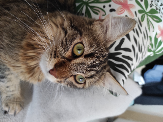 Watson
