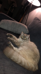 Tina