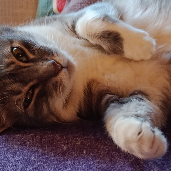Maya