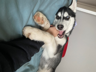 Balto