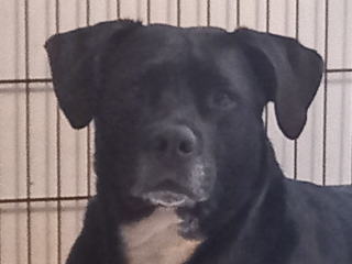 Hiro
