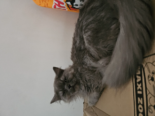 Kyubi