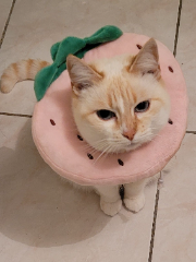 Mimolette (Mimo)