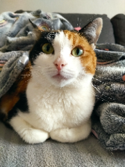 Zoé