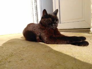 Kiri