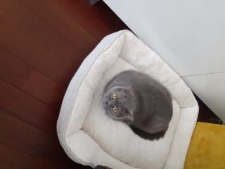 Igloo