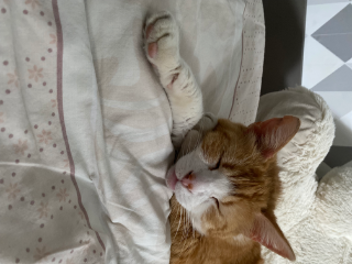 Caramel