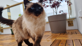 YUKI