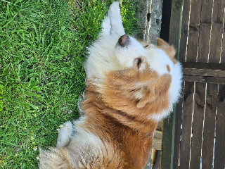 Hatchi